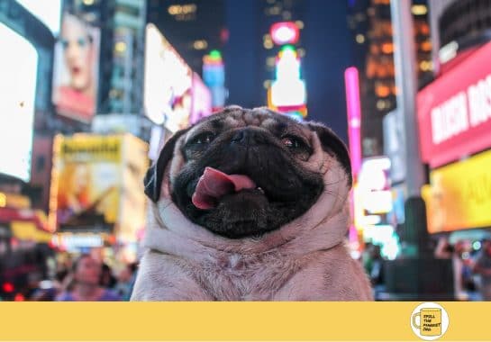 Pet economy: marketing da cani